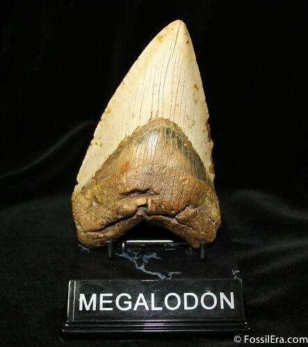 / Inch Chilean Megalodon Tooth - Rare #632